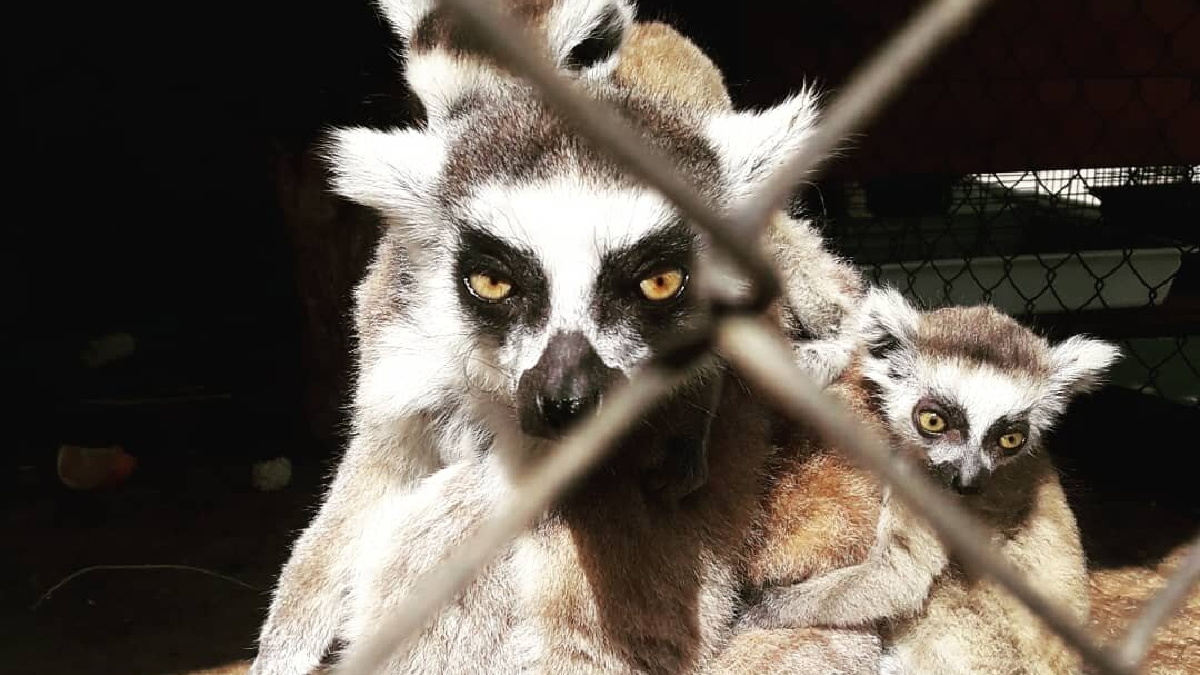 Окупаційна «прокуратура» виселяє зоопарк в Севастополі